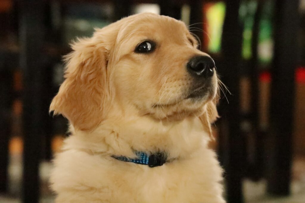 Golden Retriever schaut dich skeptisch an.